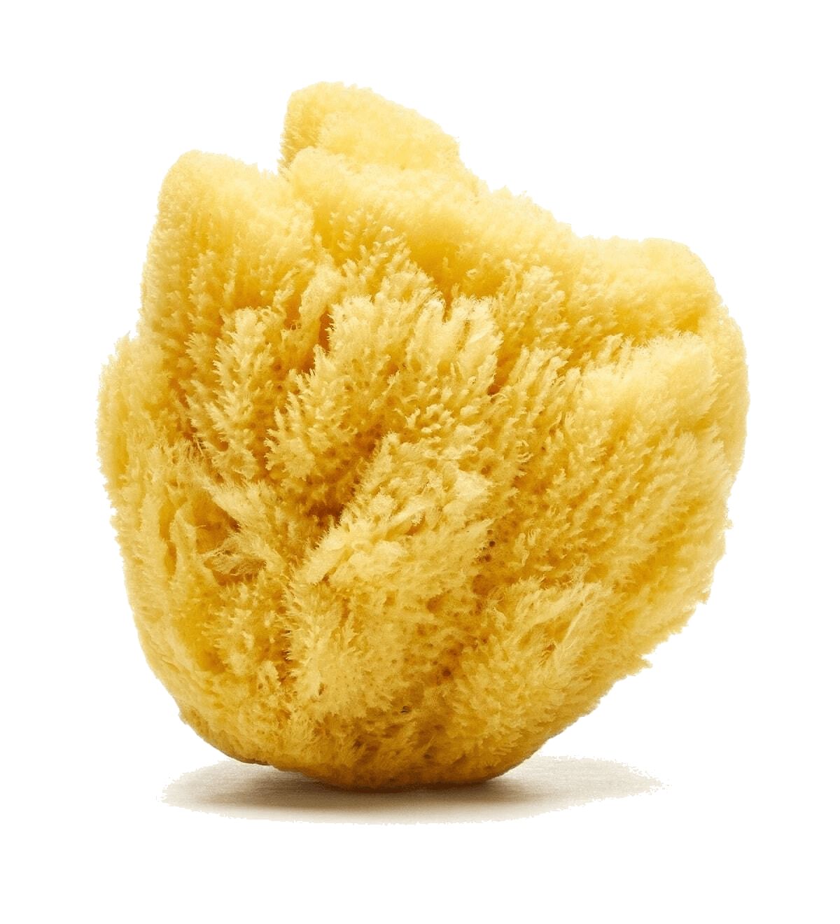 Loot Toy Company - Sandy The Sea Sponge